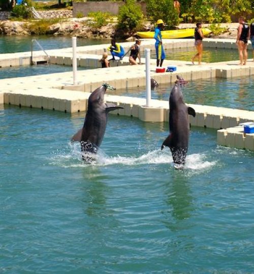 Dolphin Cove 1